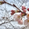 【お花見】3/23 代々木公園 桜の開花状況：早起き習慣のメリット (2017/3/23)