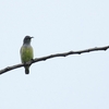 オオコビトミツスイ Spectacled Longbill