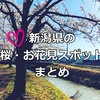 新潟県の桜・お花見おすすめスポット・エリア別【情報更新中】