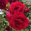 バラ栽培チャレンジ🌹挿し木で根がつくか挑戦