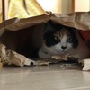 ねこと紙ぶくろ。その後。