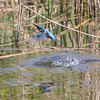 20140426カワセミ修行 2