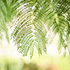 「SIGMA 50mm F1.4 DG DN Art」試し撮り Ⅳ