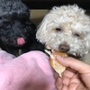 【シニア犬・老犬】デコポンを食べるのが上手なトイぷー
