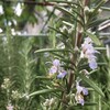 夏のローズマリーに花が。スベリヒユの花