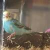 セキセイインコ・生後約３週間