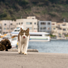 隣市南離島のねこさん