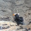 葛西臨海公園水族館のエトピリカ