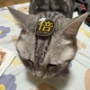 ゲドックニャン(=^_^=)