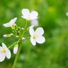 いつの間にか四月も半ば🌸