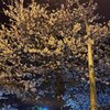 朝だけど夜桜