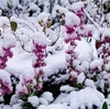 雪と選挙とオリンピック