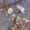 桜の季節・・・。