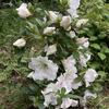  6月2日の花図鑑＆畑の様子