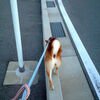 柴犬は痴呆になりやすい？