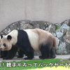 天才パンダ楓浜🐼超絶大好きな😍飼育員さんを見つけた2秒後、歴史的な瞬間が…神w