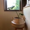 【観葉植物】復活の狼煙