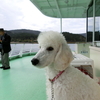 犬も乗れる箱根駒ヶ岳ﾛｰﾌﾟｳｴｲ