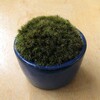 山苔の苔鉢盆栽-72-3ヵ月経過