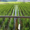 田んぼの草取り　DAY10　と　ドナドナ試験、、、ｗ＾＾；