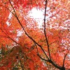 紅い京都