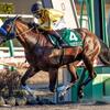 競馬初心者必見☆馬券予想🔥〜カペラS〜8番人気までが1桁オッズの超大混戦💦