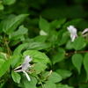 仲夏の三辻山遊山　忍冬