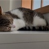 ゴロゴロするきなこもち特集85