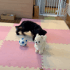 犬の玩具に挨拶しに行くシュナプー