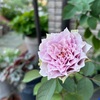 ＊猛暑のバラ、植物の様子