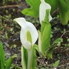 飛騨の景色　【小鳥峠水芭蕉】