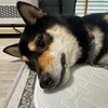 黒柴 🐶 つん