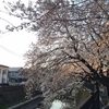 大岡川の桜、そして新年度のこと。