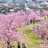 【奈良県の桜スポット】馬見丘陵公園の河津桜が満開なので行ってきた。