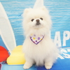 ポメラニアンのてまりちゃん