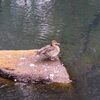 オナガガモ(雌)がやって来た