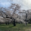 父の同居トライアルと小金井公園でお花見