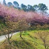 河津桜・藤山健康文化公園