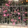 山茶花