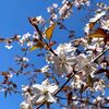 札幌の桜が開花宣言！今年は例年より1週間以上早い開花となりました