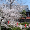 上野でお花見