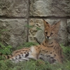 多摩動物公園のワイルドキャット