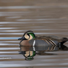 2020年3月16日の鳥撮り(1/2)-埼玉県さいたま市