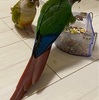 ウロコインコ・里親様募集