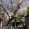 駿府城桜行脚2024　～まずは駿府城へと向かいます～