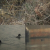 １月の野鳥調査の報告