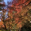 【鎌倉いいね】毎日鎌倉で紅葉。覚園寺の紅葉と永福寺跡でおにぎりを食す。