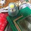 脱走するインコさん