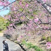 一足早い春、河津桜ほころぶ　天草市久玉町の温泉宿