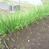 冬野菜などの手入れ